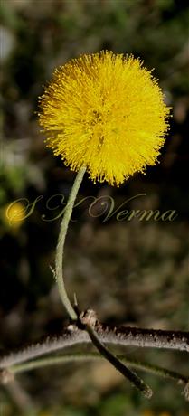  Flower head